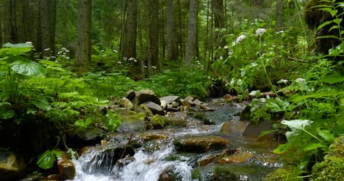 Mountain Stream with Crystal Clear Water in the Forest