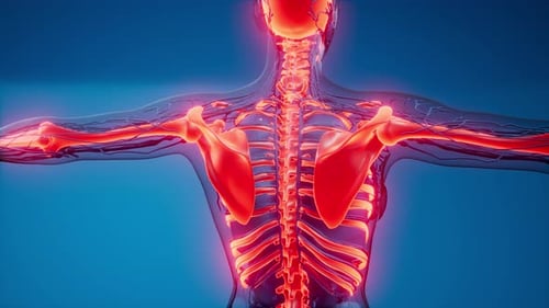 3D Medical Scan of Human Anatomy with Glowing Spine and Nerves