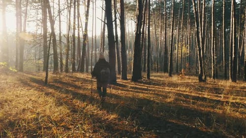 Female Hiker Is Trekking Through the Forest on Sunny Autumn Day