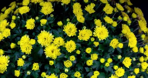 Yellow Chrysanthemum Flowers Blooming on Black Background