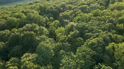 Vista aérea desde arriba hermosas cimas de la selva amazónica