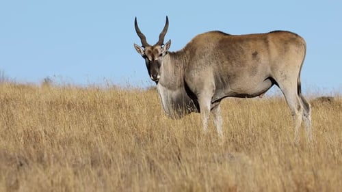 Elandantilope ernährt sich im Grasland