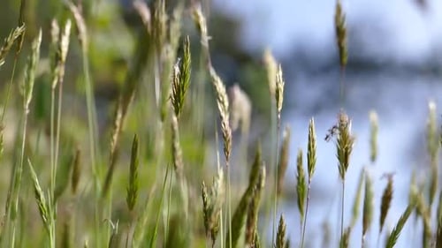 Shore Grass 04