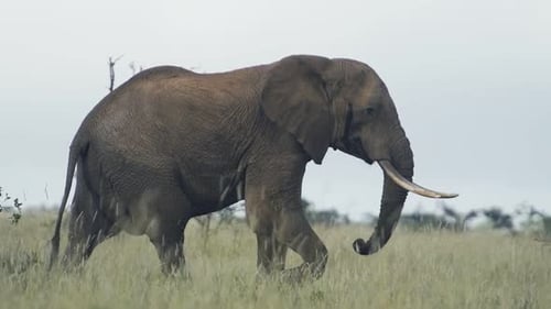 Ein wilder Elefant wandert durch den kenianischen Busch und die Savanne, Afrika