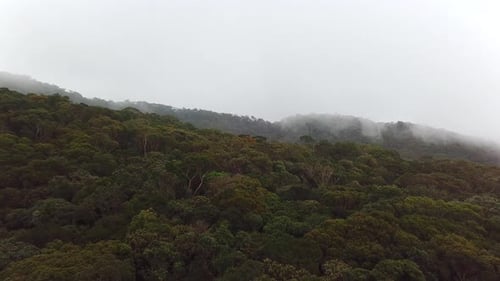 Misty Fog Blowing Over Tropical Forest.