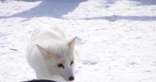 An arctic fox close up in the winter snow