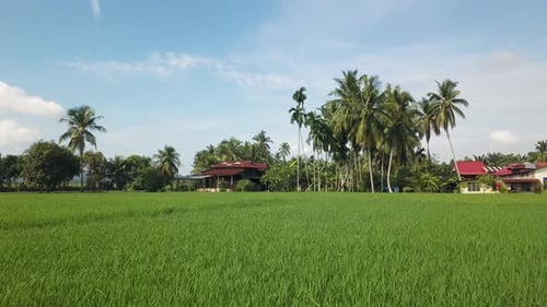 Move over green paddy field
