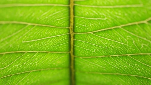 Green Leaf Analysis