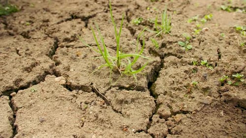 Dry Cracked Soil With Small Green Sprouts