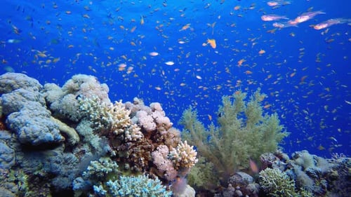 Vibrant Coral Reef Ecosystem with Schools of Fish