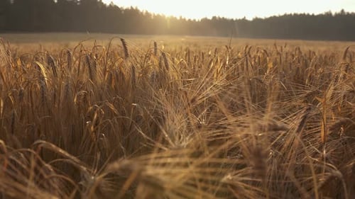 Zeitlupe der Kamera über den Gerstenohren vor dem Hintergrund der aufgehenden Morgensonne