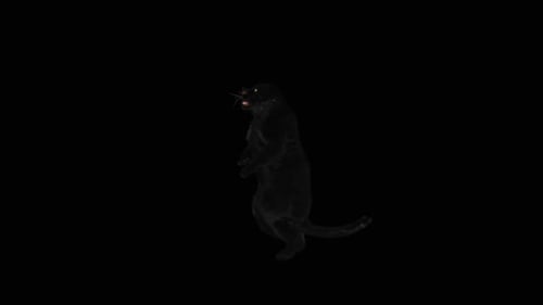 Dancing Black Panther 3D Animation on Black Background
