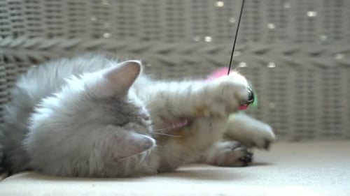 Cute Kitten Playing with Toy Indoors