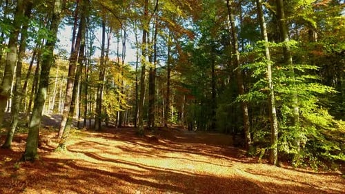 Slowly falling golden leaves in an autumn forest on a sunny day, Poland