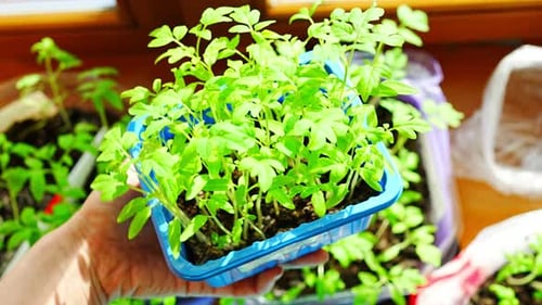 Small Tomato Seedlings in Pots on the Windowsill By the Window in Spring Sunlight