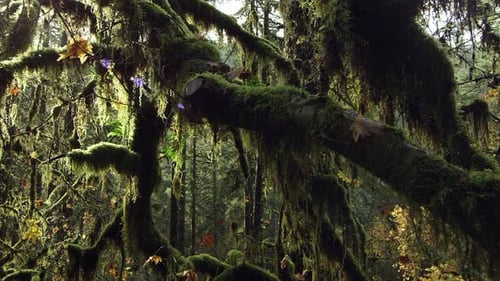 Fotografía en movimiento a través de un bosque denso y cubierto de musgo