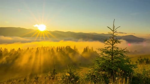Golden Sunrise Through Mist in Mountain Forest
