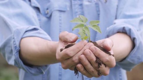 Hands Holding Plant
