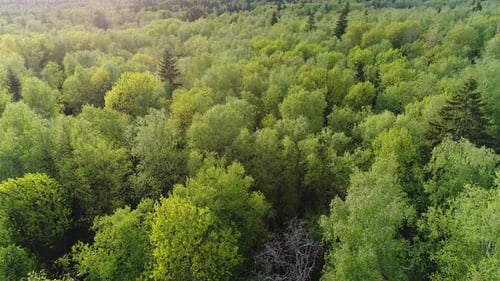 Over The Spring Forest 2