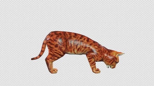 Gato come