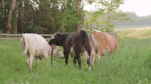 Cow licking another cow on a grass field on a summer evening