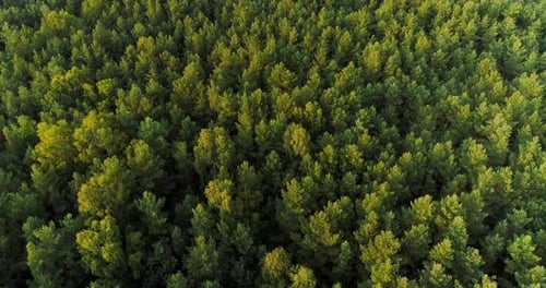 Aerial View of Forest Woods