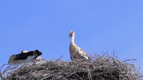 Storks in a Twiggy Nest Against Blue Sky
