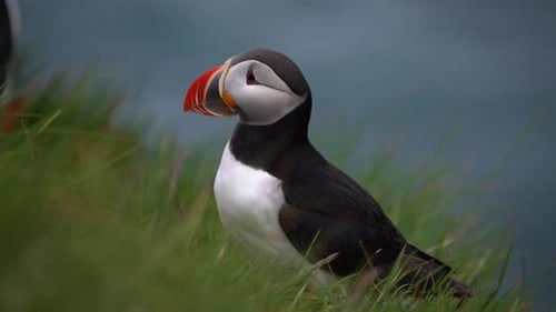 Wild Atlantic Puffin Seabird in the Auk Family in Iceland