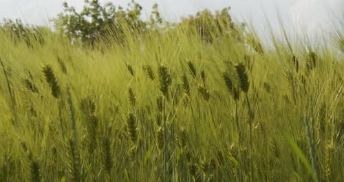 Sea Wheat With Wind
