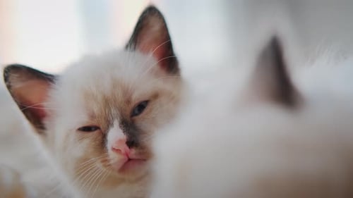 Close Up of Adorable Kitten with Light Fur
