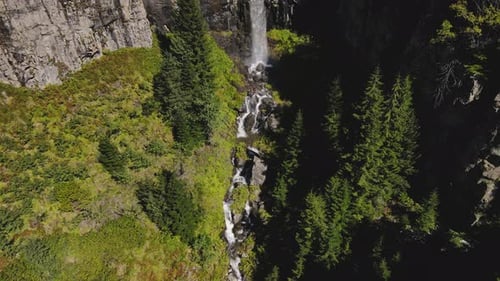Pine Forests And Waterfall