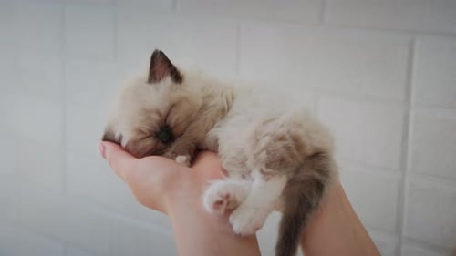 Filmmaterial hält niedliche weiße kleine schlafende Babykatze