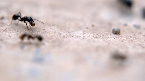 Ameisen arbeiten auf Steinboden