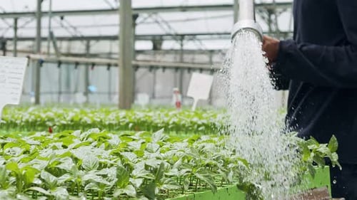 Slow motion of a worker inside a greenhouse watering young plants using a hose