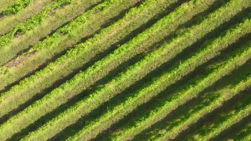 Survol du vignoble
