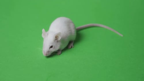 Rat on a Green Background