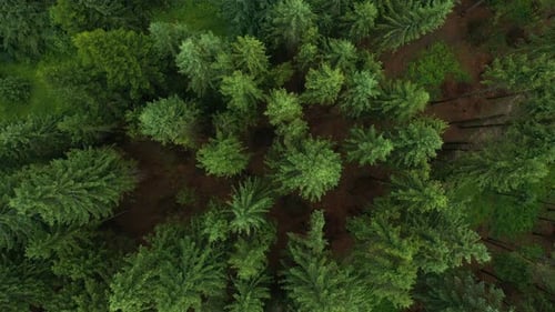 Forest Top Aerial View