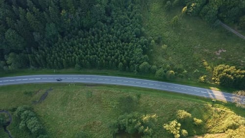 Car moving on road through pine tree forest, aerial view