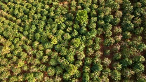 Aerial View of Dense Rural Tree Plantation