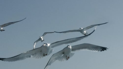 Seagulls Soaring in a Blue Sky