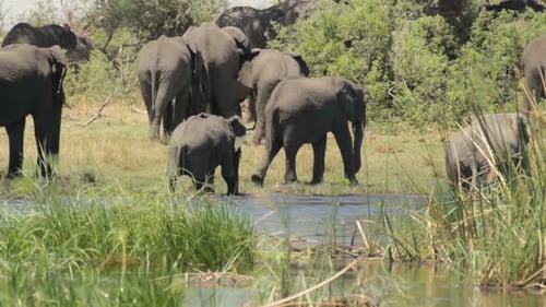 African elephant Africa safari wildlife and wilderness