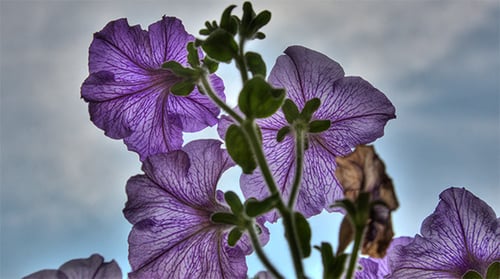 Blooming Purple Petunias Against a Cloudy Sky