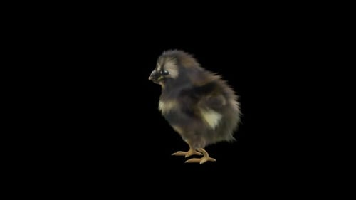 Cute Fluffy Chick Standing and Looking Around Animation