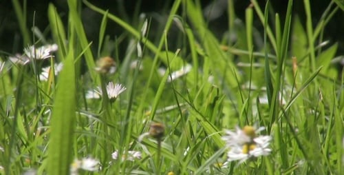 Wild Grass Field - Close Up - IV - Loop