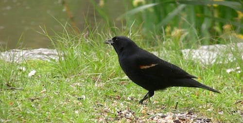 Schwarzer Vogel — 2er-Packung