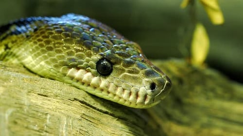 Le boa cubain, Epicrates angulifer, est menacé de