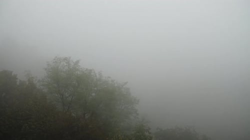 Foggy Forest Landscape in Overcast Weather