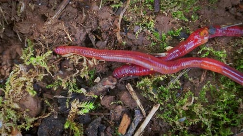 Worms