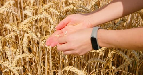 Farmer Woman in Wheat Field Holds Grains in Hands