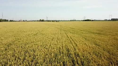 Wheat Field. Golden Ears of Wheat on the Field. Wheat Field Aerial View.